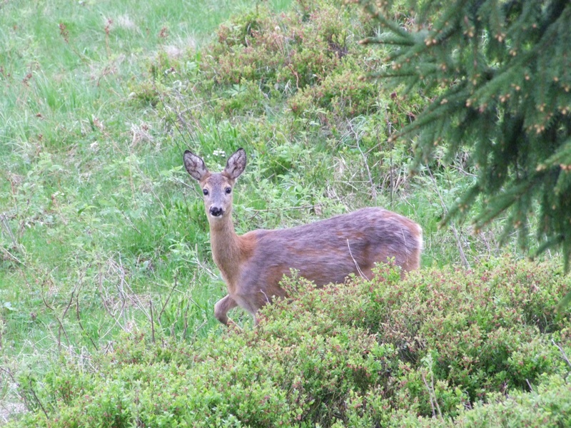 DSCF1138.JPG