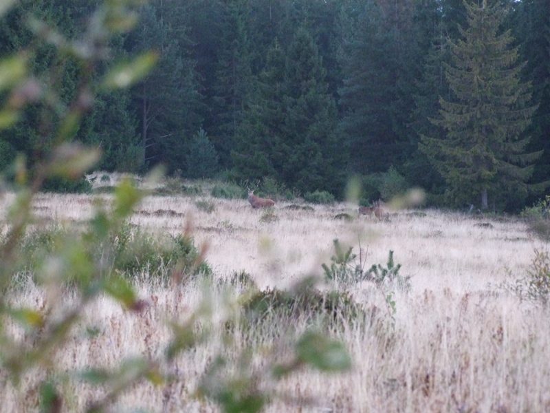 DSCF1695.JPG